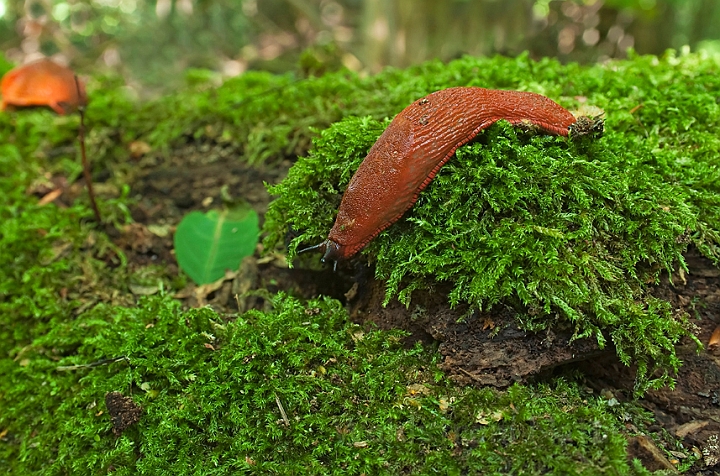 WAH010794.jpg - Rød skovsnegl (Red Slug)