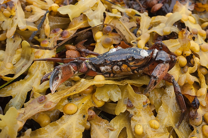 WAH011259.jpg - Almindelig strandkrabbe (Shore Crab)