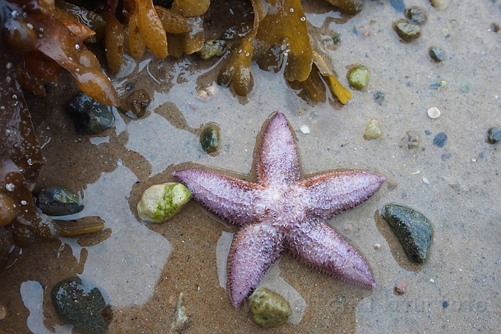 WAH011289.jpg - Almindelig søstjerne (Common Starfish)
