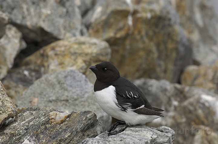 WAH006087P.jpg - Søkonge (Little Auk) Svalbard