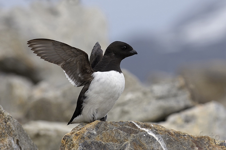 WAH006089P.jpg - Søkonge (Little Auk) Svalbard