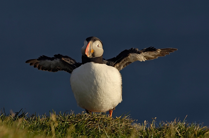 WAH007361.jpg - Lunde (Puffin)