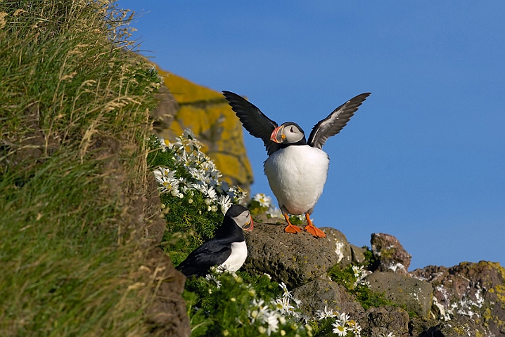 WAH007363.jpg - Lunder (Puffins)