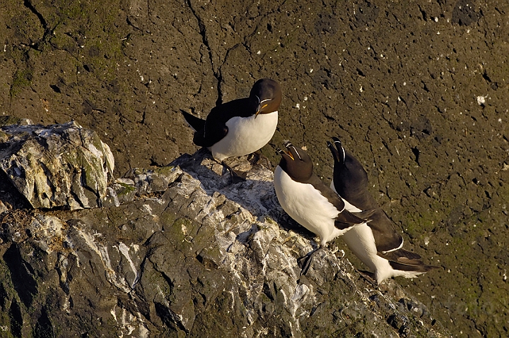 WAH007377.jpg - Alke (Razorbills)