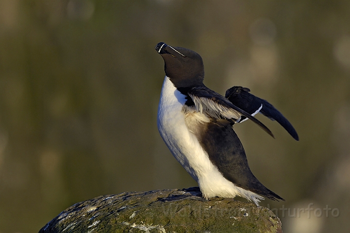 WAH007407.jpg - Alk (Razorbill)