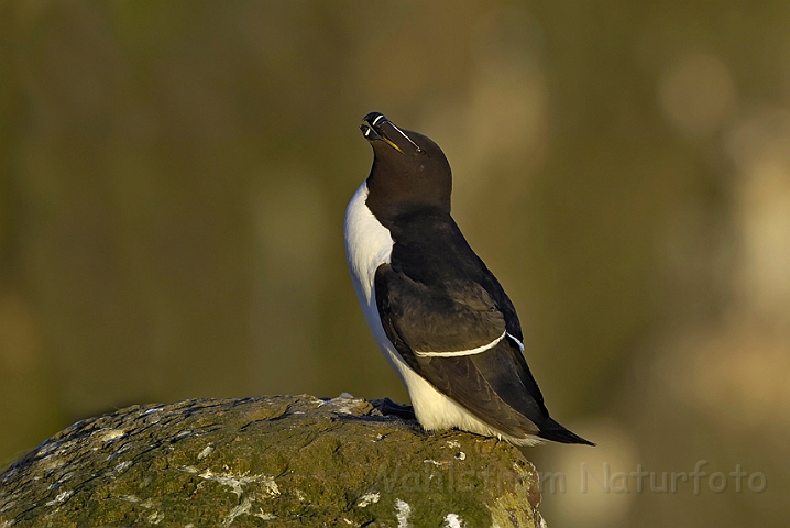 WAH007408.jpg - Alk (Razorbill)