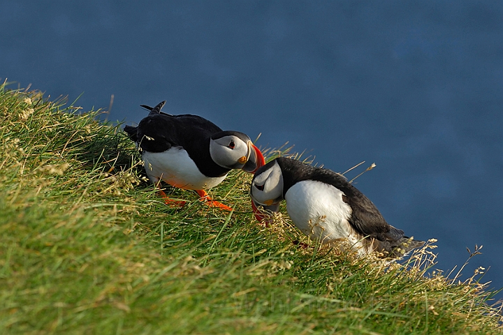 WAH007583.jpg -  Lunder (Puffins)