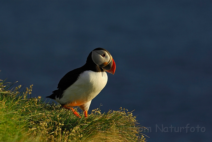 WAH007586.jpg - Lunde (Puffin)