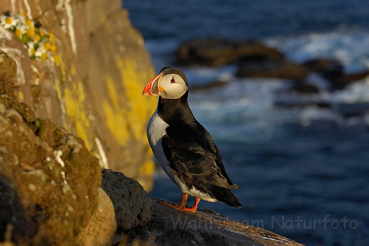 WAH007625.jpg - Lunde (Puffin)