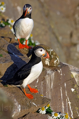 WAH007626.jpg -  Lunder (Puffins)