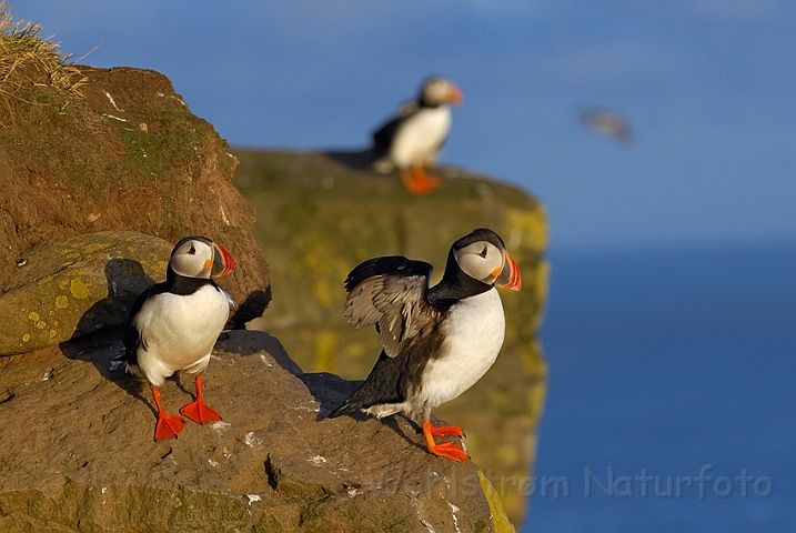 WAH007630.jpg -  Lunder (Puffins)