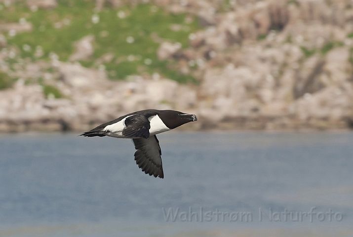 WAH009784.jpg - Alk (Razorbill)