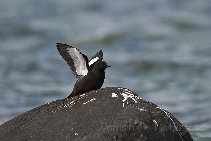 WAH013892.jpg - Tejst (Black Guillemot)