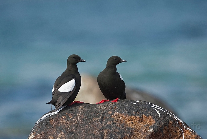 WAH013894.jpg - Tejster (Black Guillemots)