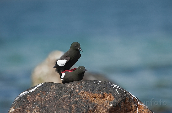 WAH013912.jpg - Tejster (Black Guillemot)