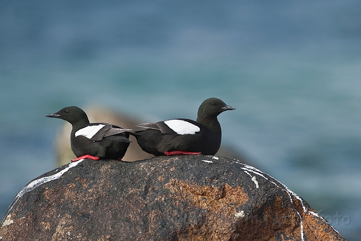 WAH013924.jpg - Tejster (Black Guillemots)