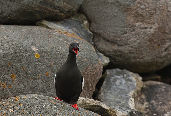 WAH013938.jpg - Tejst (Black Guillemot)