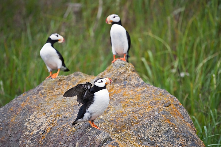 WAH014840.jpg - Hornet lunde (Horned Puffin)