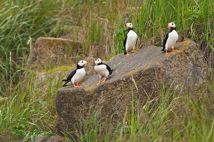 WAH014925.jpg - Hornede lunder (Horned Puffins)