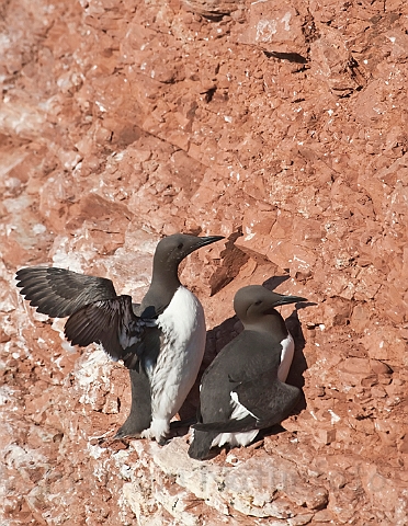 WAH018209.jpg - Lomvier (Guillemots)