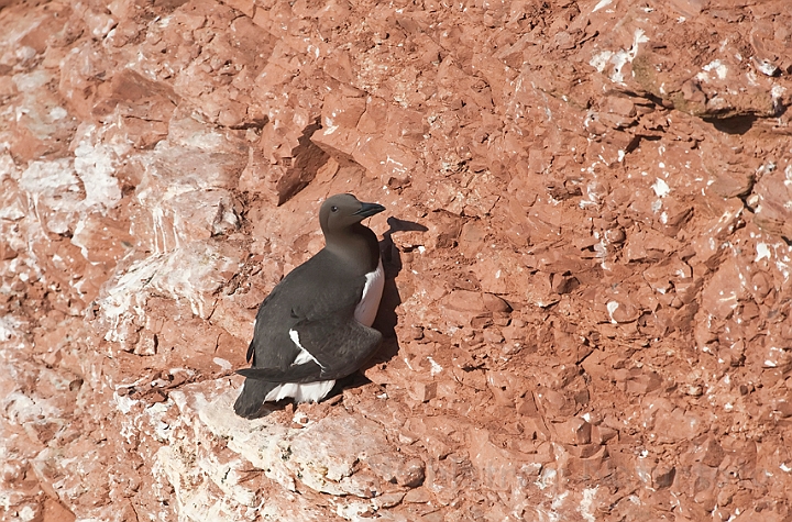 WAH018214.jpg - Lomvie (Guillemot)