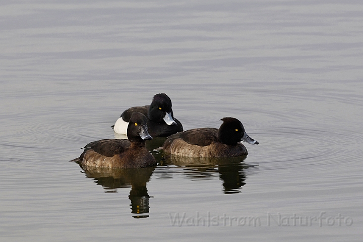 WAH008622.jpg - Troldænder (Tufted Ducks)