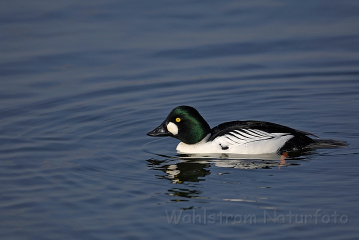 WAH008631.jpg - Hvinand, han (Goldeneye, male)