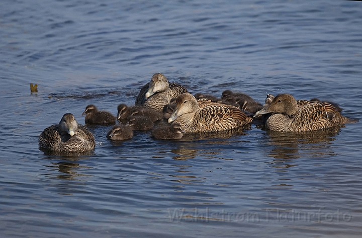 WAH009505.jpg - Ederfugle med unger (Eiders with chicks)