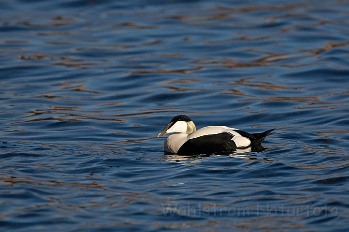 WAH009557.jpg - Ederfugl, han (Eider, male)