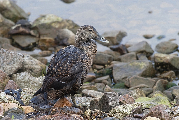 WAH009730.jpg - Ederfugl (Eider)