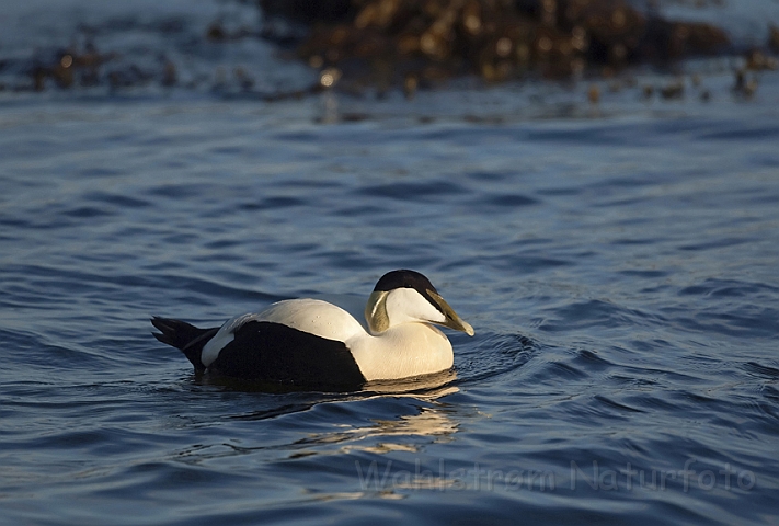 WAH009810.jpg - Ederfugl (Eider)