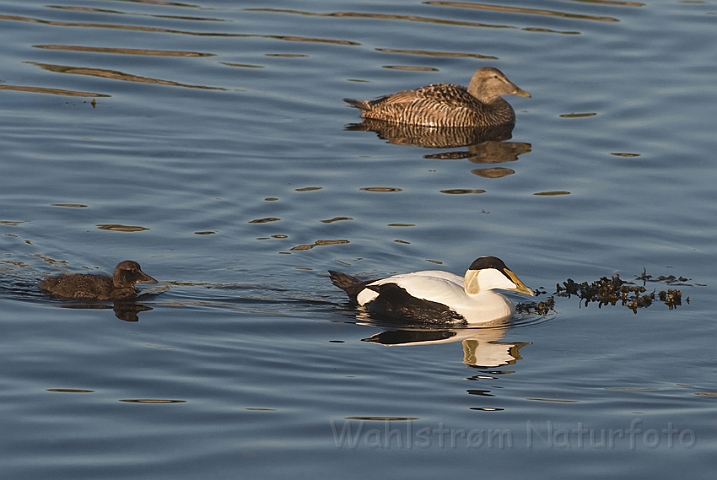 WAH010049.jpg - Ederfugle (Eiders)