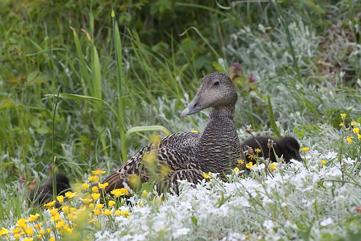 WAH010105.jpg - Ederfugl (Eider)