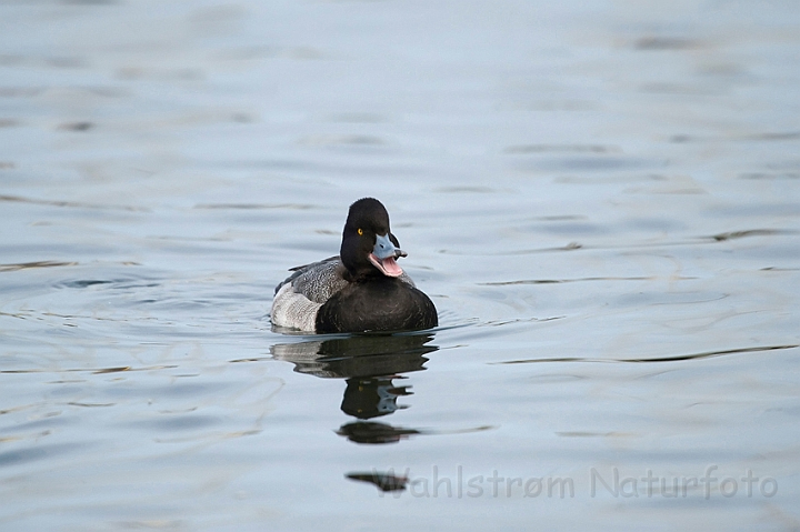 WAH012105.jpg - Lille bjergand, han (Lesser scaup, male)