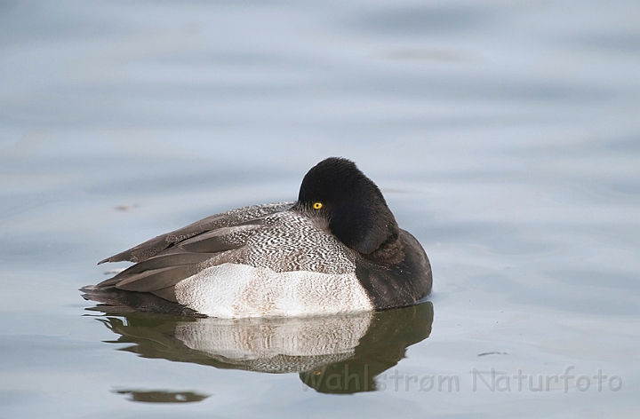 WAH012111.jpg - Lille bjergand, han (Lesser scaup, male)