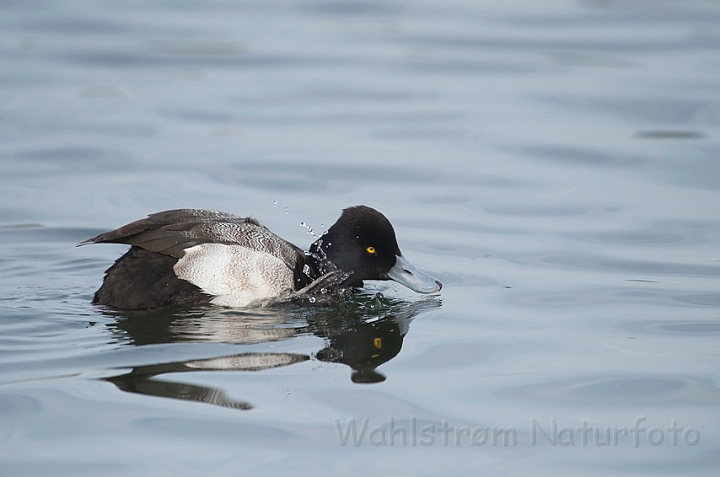 WAH012118.jpg - Lille bjergand, han (Lesser scaup, male)