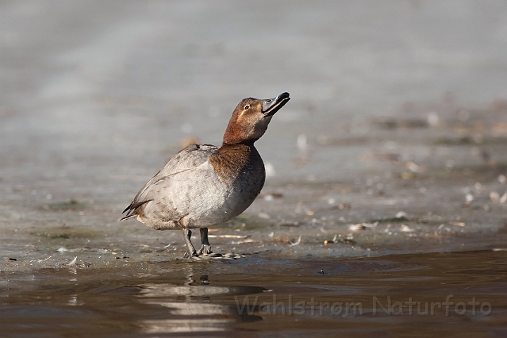 WAH012139.jpg - Taffeland, hun (Pochard, female)