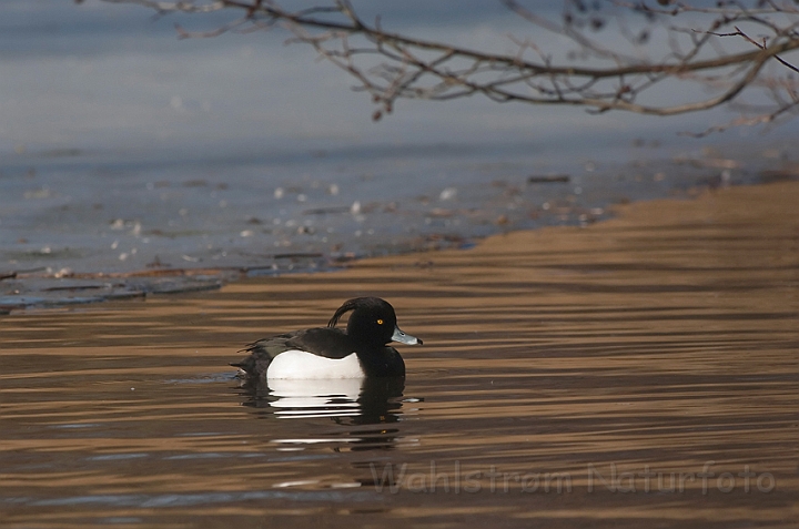 WAH012144.jpg - Troldand, han (Tufted Duck, male)