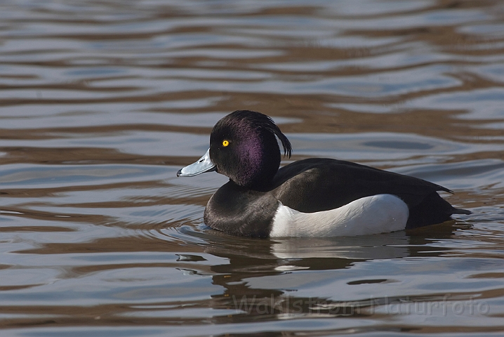 WAH012157.jpg - Troldand, han (Tufted Duck, male)