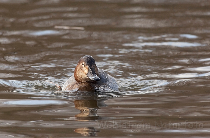 WAH012169.jpg - Taffeland, hun (Pochard, female)