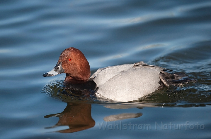 WAH012250.jpg - Taffeland, han (Pochard, male)