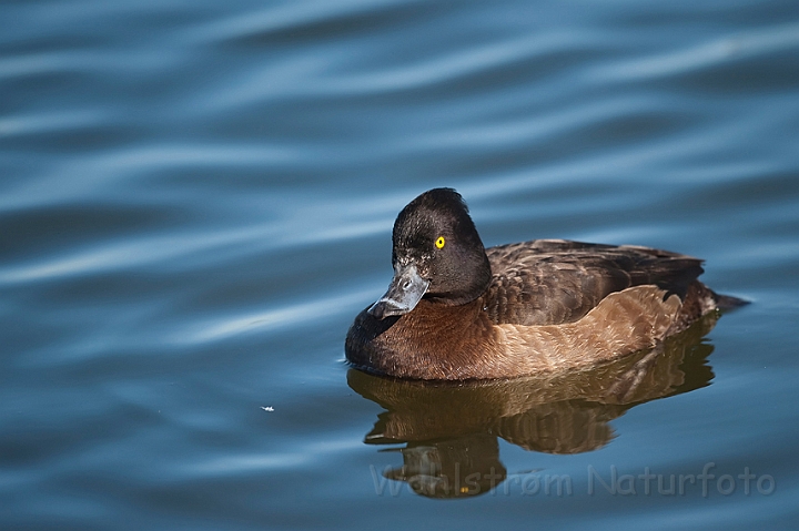 WAH012290.jpg - Troldand, hun (Tufted Duck, female)