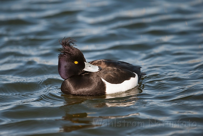 WAH012310.jpg - Troldand, han (Tufted Duck, male)