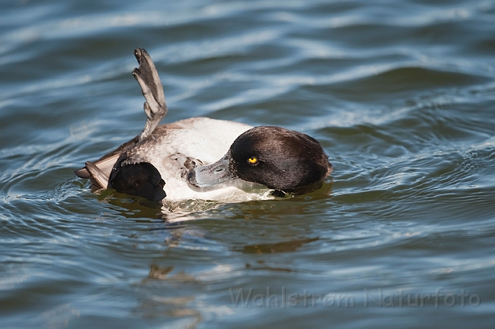 WAH012315.jpg - Troldand, han (Tufted Duck, male)