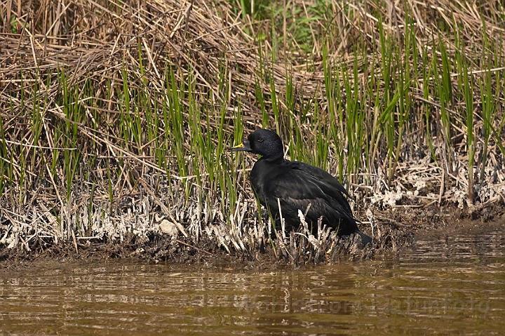 WAH018361.jpg - Sortand (Common Scoter)