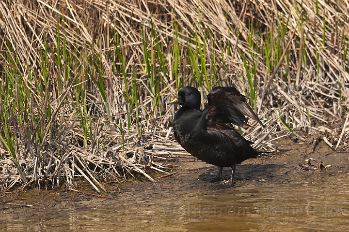 WAH018367.jpg - Sortand (Common Scoter)