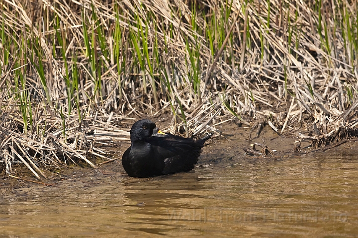 WAH018372.jpg - Sortand (Common Scoter)