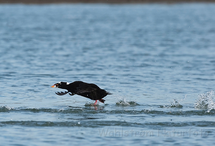 WAH020469.jpg - Brilleand (Surf Scoter)