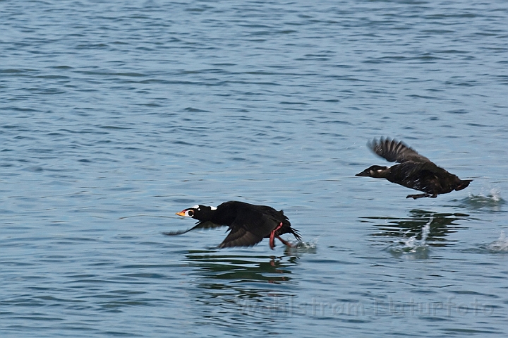 WAH020471.jpg - Brilleænder (Surf Scoters)