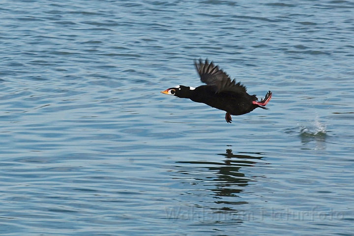 WAH020472.jpg - Brilleand (Surf Scoter)